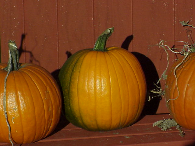 Pumpkins by barn