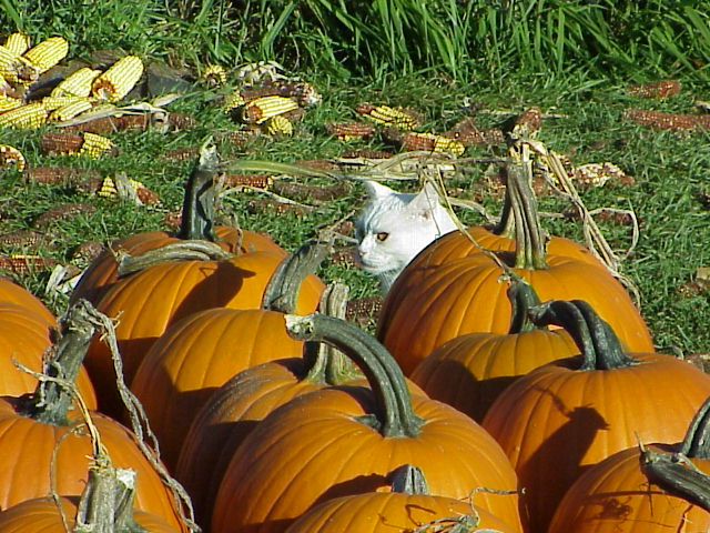 Pumpkin Cat