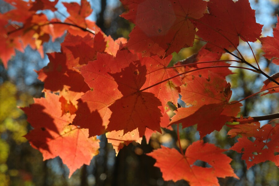 Red maple leaves