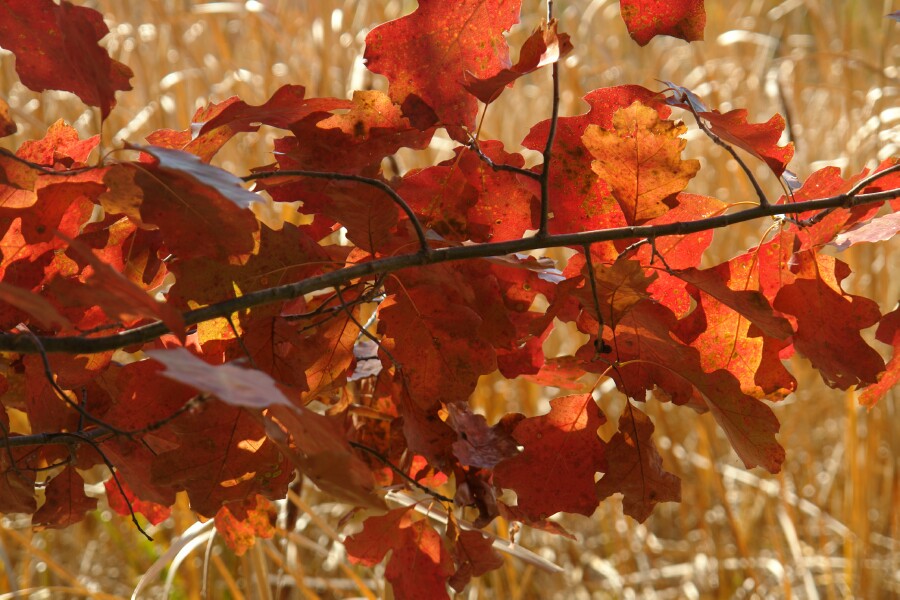 Red oak near cattail marsh