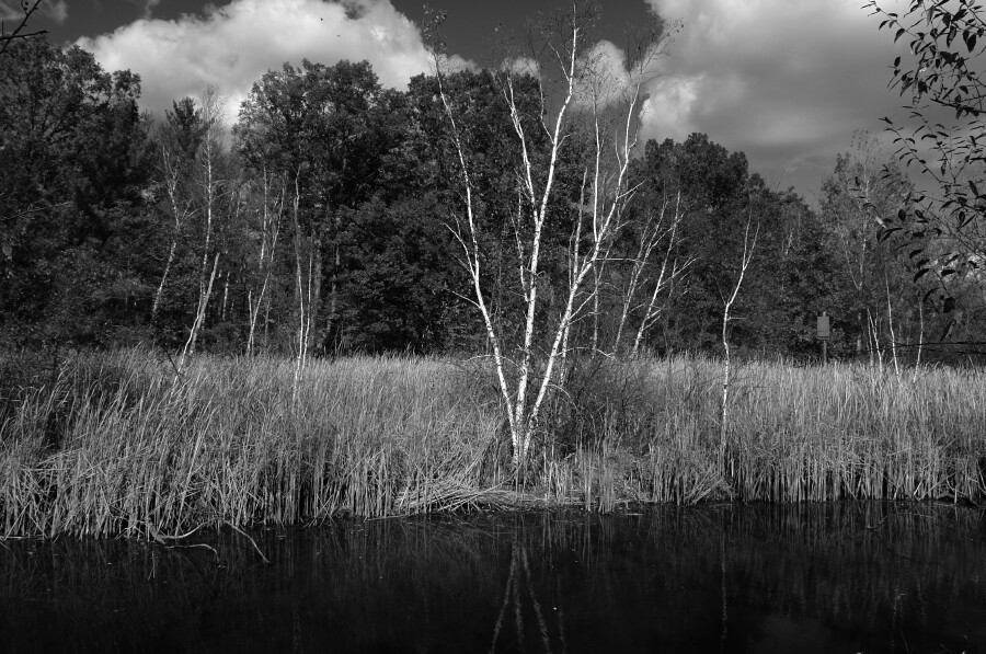 Reflected Birch