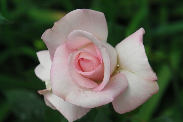 Pink Rose