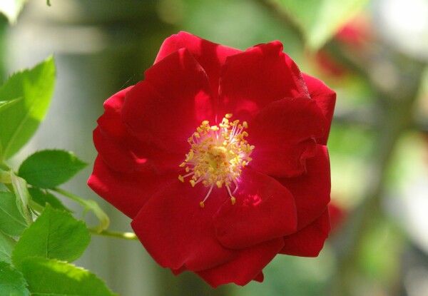 Red Rose