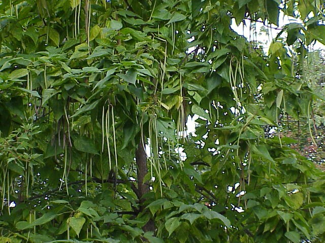 Sept Catalpa