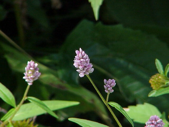 Sept purple flowers