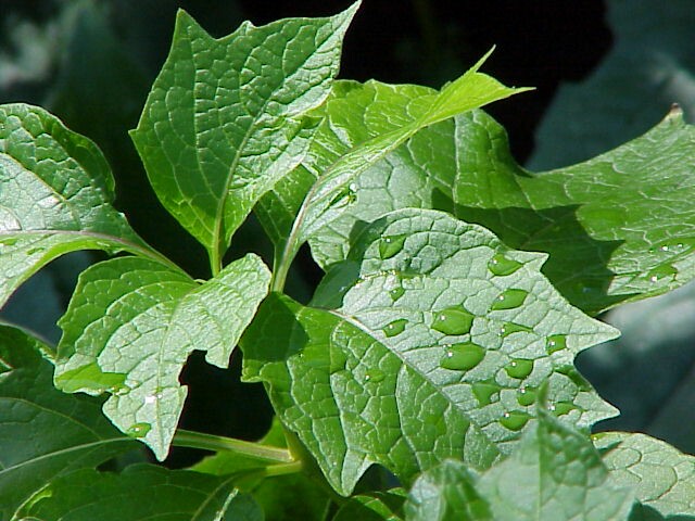 Sept water drops