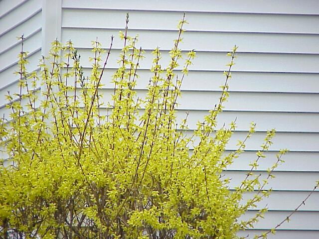 Spring forsythia