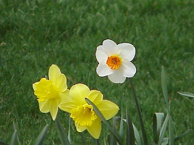 Daffodils 2004