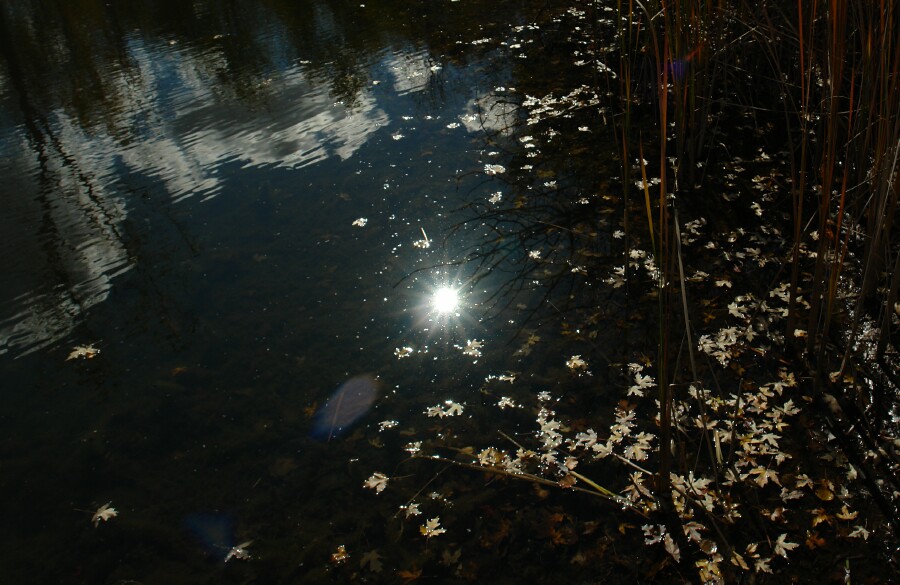 Sun reflections on pond