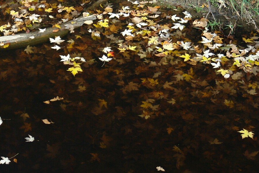 Sinking Leaves