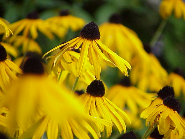 Black Eye Susans