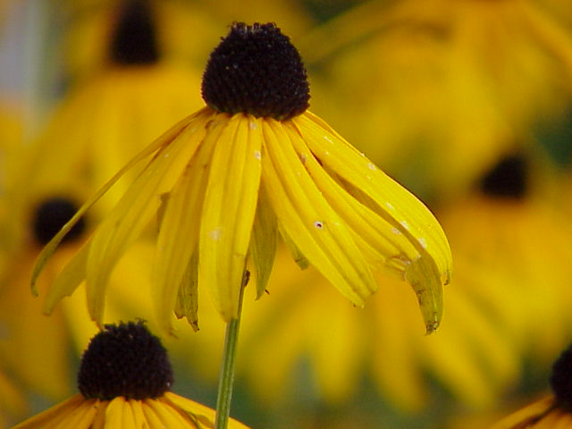 Black Eye Susan