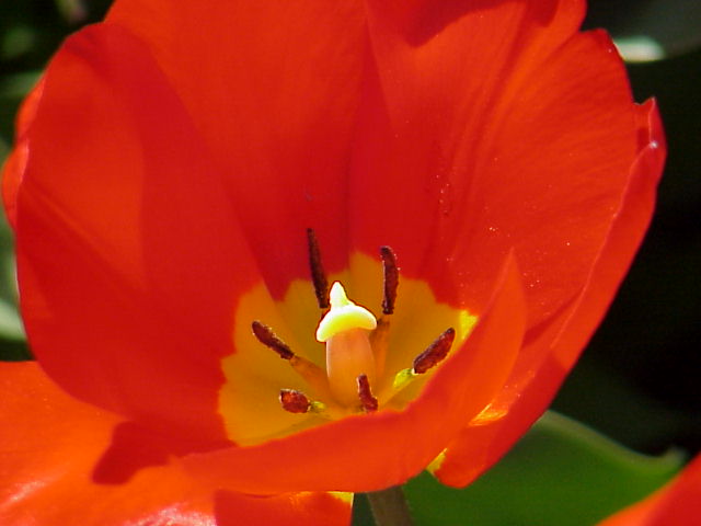 Red Tulip