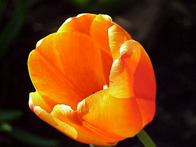 Peach tulip