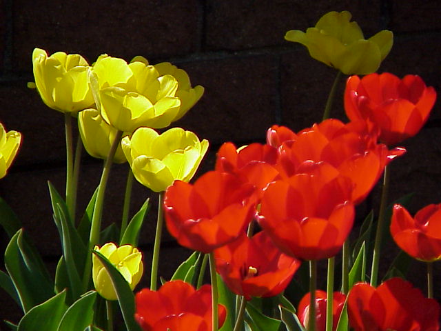 Red and Yellow Tulips