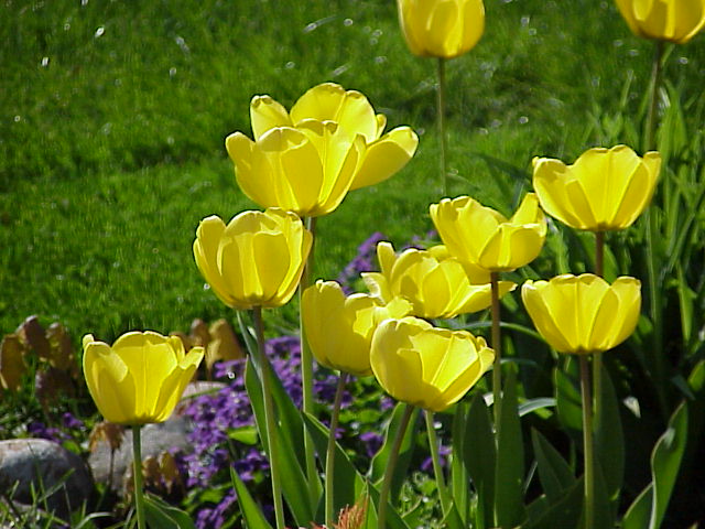 Yellow tulips