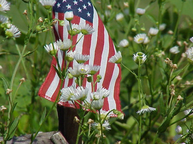 Patriotic Wild Flowers