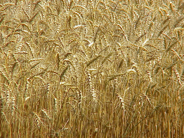 Oceans of Grain