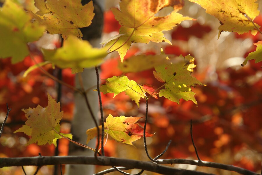 Yellow against red leaves